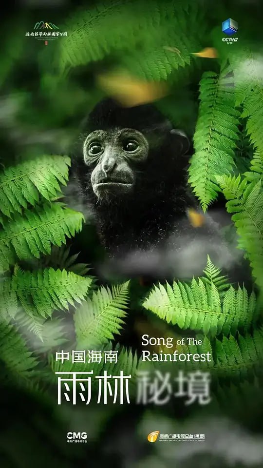 中国海南·雨林秘境 (2023)